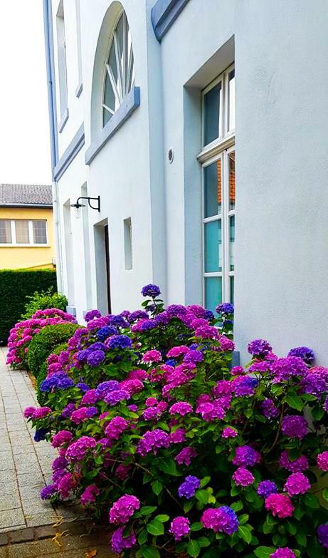 Hotel Zweilinden Meckenheim Bonn 외부 사진